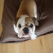 Engelsk bulldog Frida