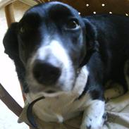 Labrador retriever bella