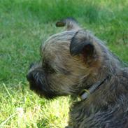 Cairn terrier Smilla