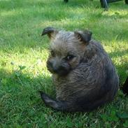 Cairn terrier Smilla