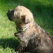 Cairn terrier Smilla