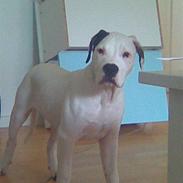 Blanding af racer Loke