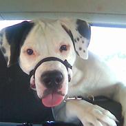 Blanding af racer Loke