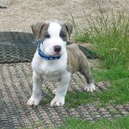 Amerikansk staffordshire terrier Ticon