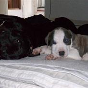 Amerikansk staffordshire terrier Ticon