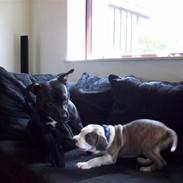 Amerikansk staffordshire terrier Ticon