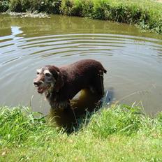 Ruhåret hønsehund janus