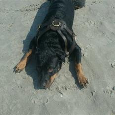 Rottweiler divaR.I.P. (29-6-10)