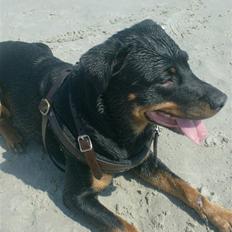Rottweiler divaR.I.P. (29-6-10)
