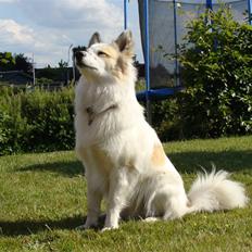 Norrbottenspids Sofus