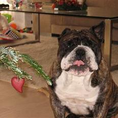 Engelsk bulldog Willy