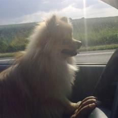 Pomeranian Schakie <3 - Min egen