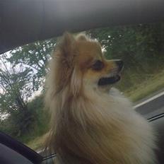 Pomeranian Schakie <3 - Min egen