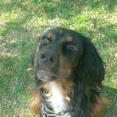 Gordon setter don olsen R.I.P (4/8-09)