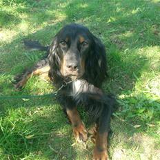 Gordon setter don olsen R.I.P (4/8-09)