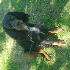 Gordon setter don olsen R.I.P (4/8-09)