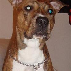 Amerikansk staffordshire terrier Kean