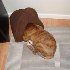 Amerikansk staffordshire terrier Kean