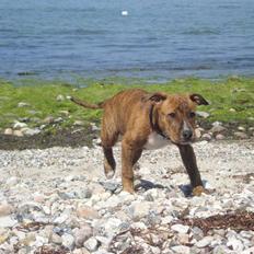 Amerikansk staffordshire terrier Kean