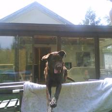 Labrador retriever Nelly