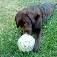 Labrador retriever Nelly