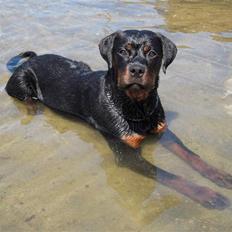 Rottweiler Rico R.I.P 9-7-2009