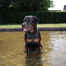Rottweiler Rico R.I.P 9-7-2009
