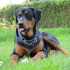 Blanding af racer Tyson