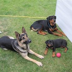 Blanding af racer Tyson