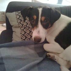 Jack russell terrier gutte
