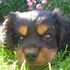Cavalier king charles spaniel Cavolines Balou