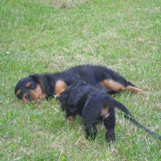 Cavalier king charles spaniel Cavolines Balou