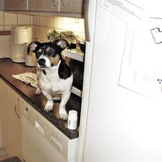 Jack russell terrier Loui