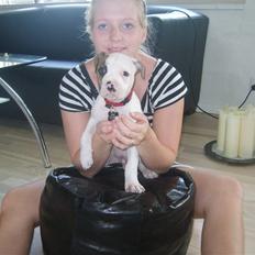 Amerikansk bulldog PRIMO