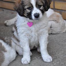 Blanding af racer Bodil