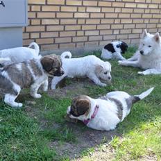 Blanding af racer Bodil