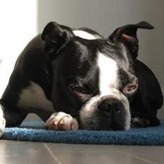 Boston terrier Topper