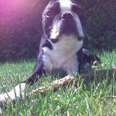 Boston terrier Topper