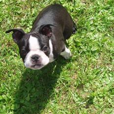 Boston terrier Topper