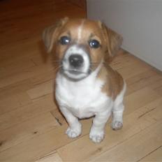 Jack russell terrier Sov sødt lille Liva