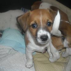 Jack russell terrier Sov sødt lille Liva
