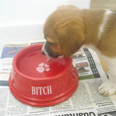 Jack russell terrier Sov sødt lille Liva