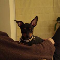 Dvaergpinscher cherrie