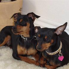 Dvaergpinscher cherrie