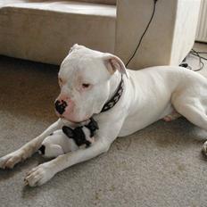 Fransk bulldog kiki .Rip.