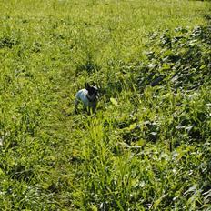 Fransk bulldog kiki .Rip.