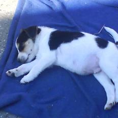 Dansk svensk gaardhund Chicko