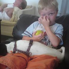 Dansk svensk gaardhund Freya