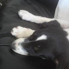 Dansk svensk gaardhund Freya