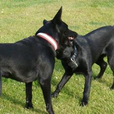 Australsk kelpie Coc-free Zoe